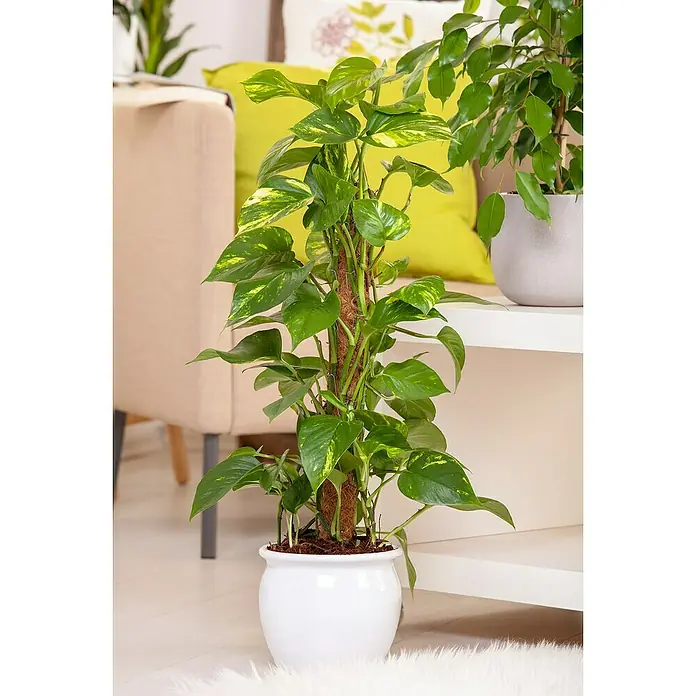 Piardino Efeutute - Epipremnum aureum, Topfgröße: 21 cm - Nahaufnahme einer üppigen Efeutute in einem weißen Topf mit Kletterhilfe, ideal für die Innenraumbegrünung.