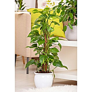 fargesia murielae jumbo pflege Bambus China Rohrgras Jumbo
