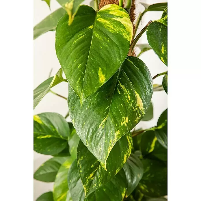 Piardino Efeutute Aktionsware - Epipremnum aureum, Topfgröße: 21 cm - Detailaufnahme