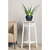 Piardino Aloe vera (Aloe vera, Topfgröße: 21 cm) | BAUHAUS