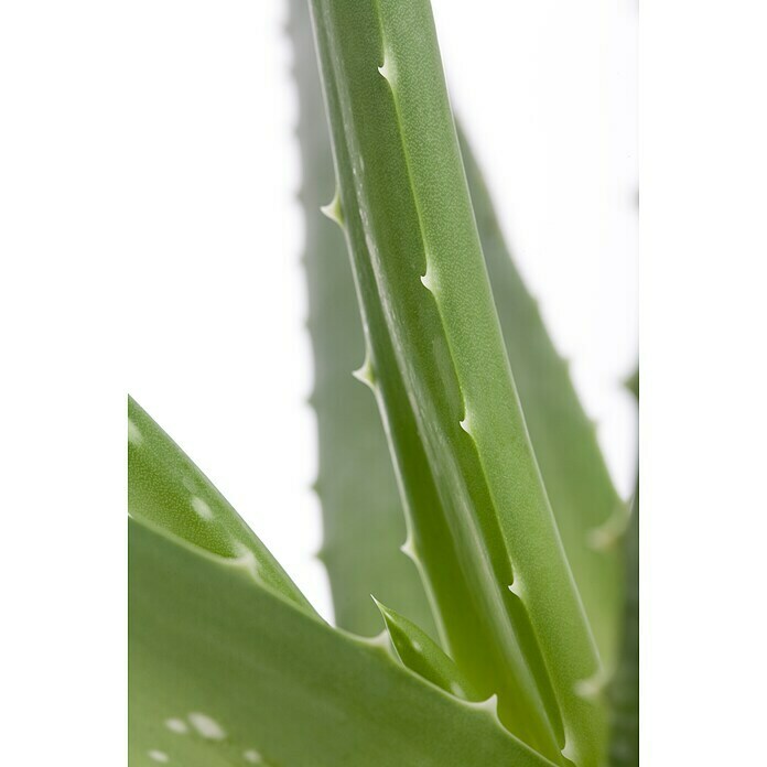 Piardino Aloe vera (Aloe vera, Topfgröße: 21 cm) | BAUHAUS