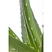 Piardino Aloe vera (Aloe vera, Topfgröße: 21 cm) | BAUHAUS