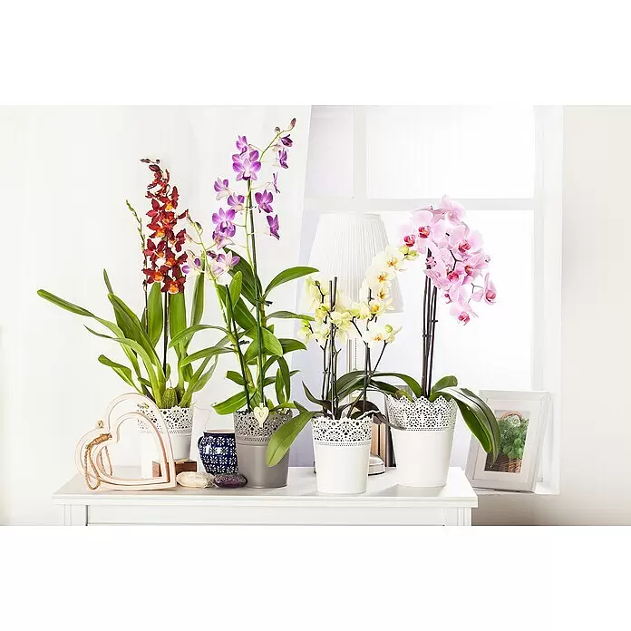 Piardino Schmetterlingsorchidee - Phalaenopsis, Topfgröße: 12 cm, Rosa/Weiß/Hellgelb/Dunkelrot/Pink, Aufrecht - Verschiedene Topf-Orchideen in Rot, Lila, Gelb und Rosa, dekorativ auf einem weißen Tisch arrangiert.