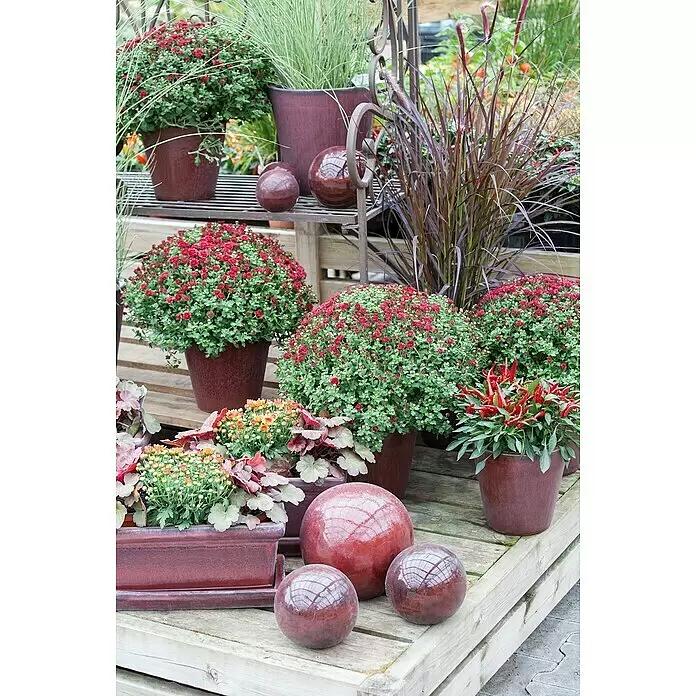Piardino Federborstengras - Pennisetum advena rubrum, Topfgröße: 17 cm - Stimmungsaufnahme
