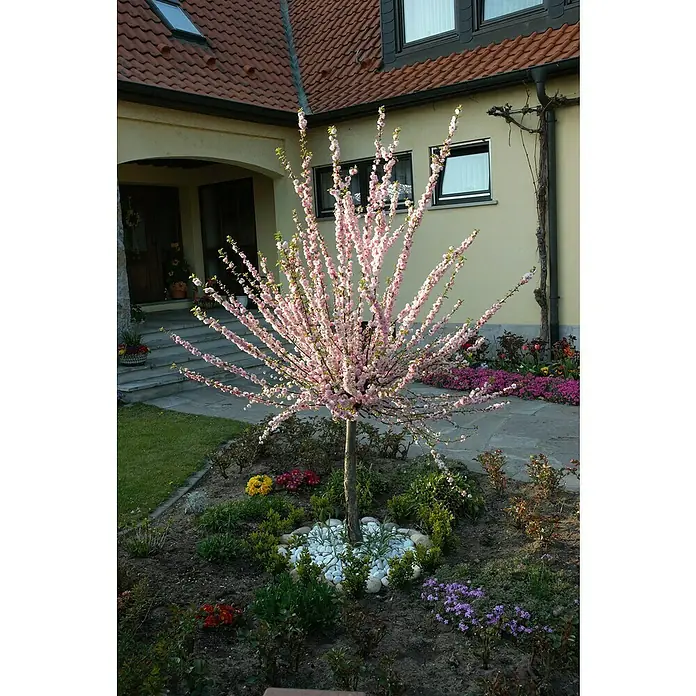 Piardino MandelbaumPrunus triloba, Topfgröße: 10 cm - Eine Nahaufnahme eines Zierbaumes mit rosa Blüten, umgeben von einem Beet mit weißen Steinen und bunten Blumen.