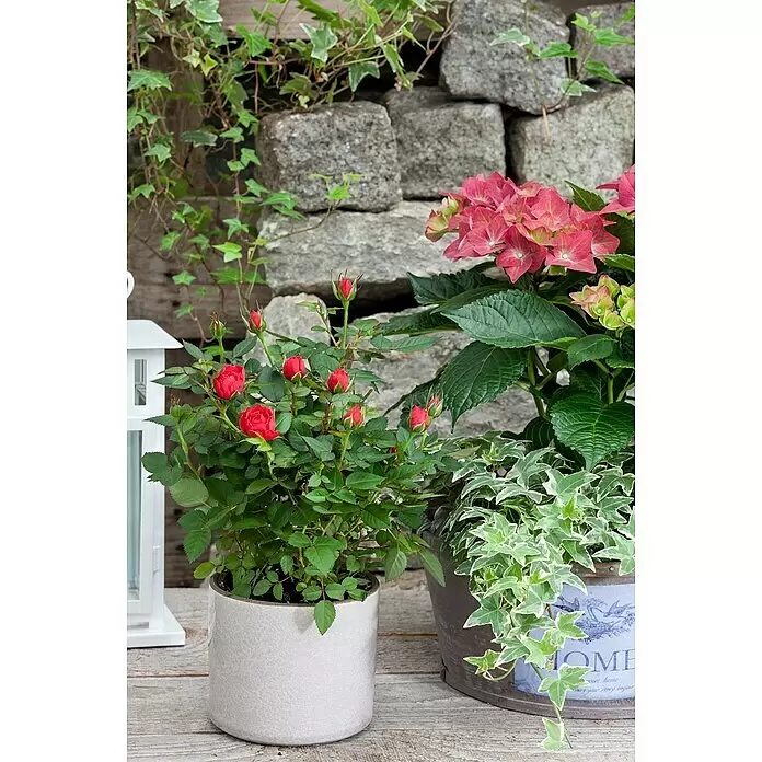Piardino Efeu - Hedera helix - Rote Minirosen in einem geknackten weißen Topf und rosa Hortensien mit buntem Efeu in einem dunklen Pflanzgefäß auf Holz.
