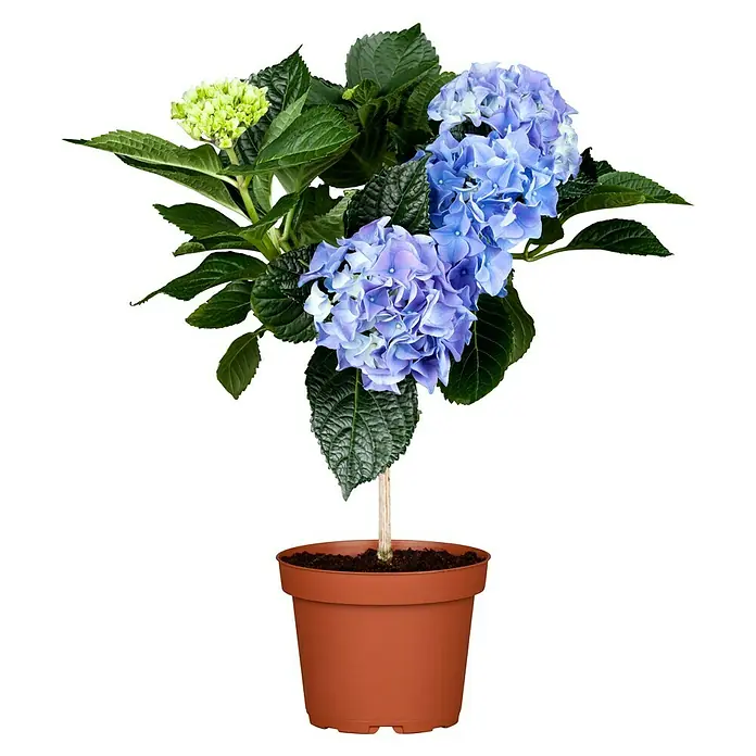 Piardino Hydrangea - Hydrangea macrophylla, Tamaño de maceta: 30 cm, Azul/Rosa/Rojo/Blanco - Una planta de hortensia en una maceta marrón, con flores azules y verdes y hojas verdes exuberantes, sobre un fondo negro.