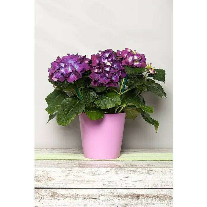 Piardino Bauernhortensie Indoor - Hydrangea macrophylla 'Ningbo', Topfgröße: 14 cm, Blauviolett - Eine Topfhortensie mit üppigen, violetten Blütenblättern in einem rosa Topf, die auf einer weiß getünchten Holzoberfläche steht.