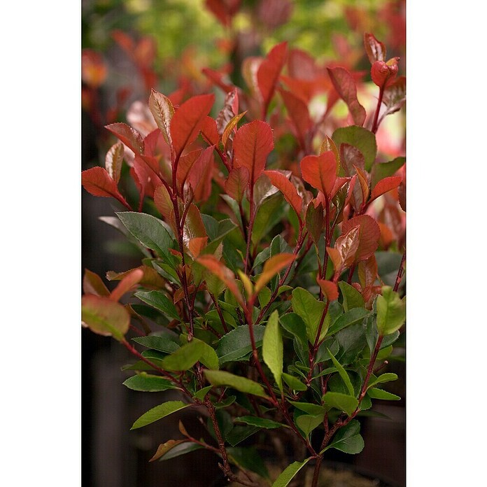 Photinia fraseri 10 Red Robin Solitaer r