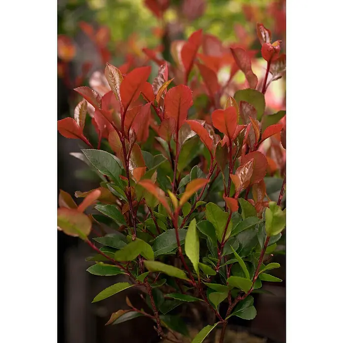 Piardino Glanzmispel - Photinia fraseri 'Little Red Robin' - Nahaufnahme einer Glanzmispel 'Red Robin' mit leuchtend roten und grünen Blättern, die die frische und lebendige Farbe der Pflanze hervorhebt.