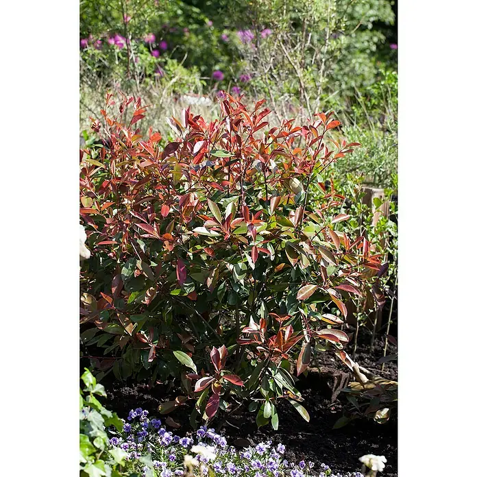 Piardino Glanzmispel - Photinia fraseri, Topfgröße: 23 cm - Ein Photinia-Strauch mit roten und grünen Blättern im Garten, umgeben von kleinen lila Blüten. Ein schönes Farbenspiel im Beet.