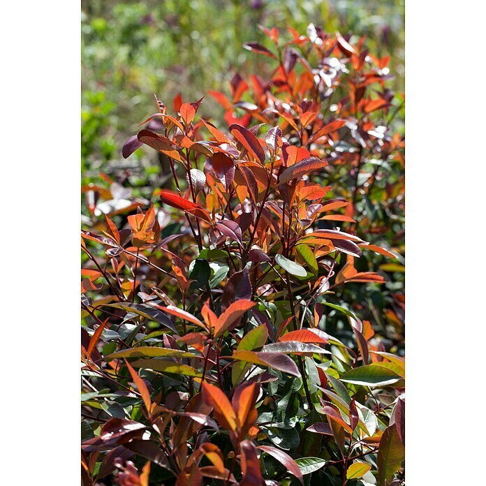 Piardino GlanzmispelPhotinia fraseri 'Red Robin', Topfgröße: 37 cm Detail Shot