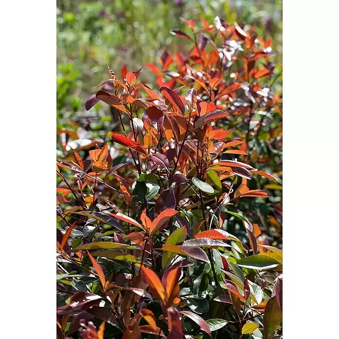 Piardino Glanzmispel - Photinia fraseri 'Red Robin', Topfgröße: 37 cm - Detailaufnahme