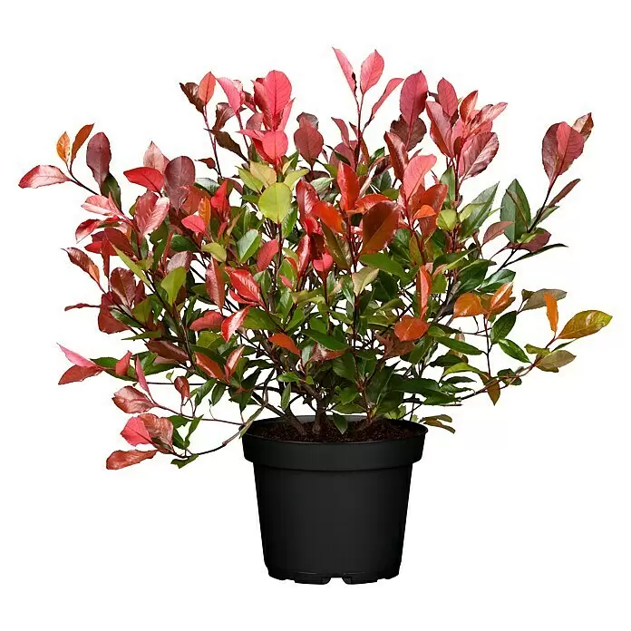 Piardino Glanzmispel - Photinia fraseri 'Red Robin', Topfgröße: 37 cm - Vorderansicht