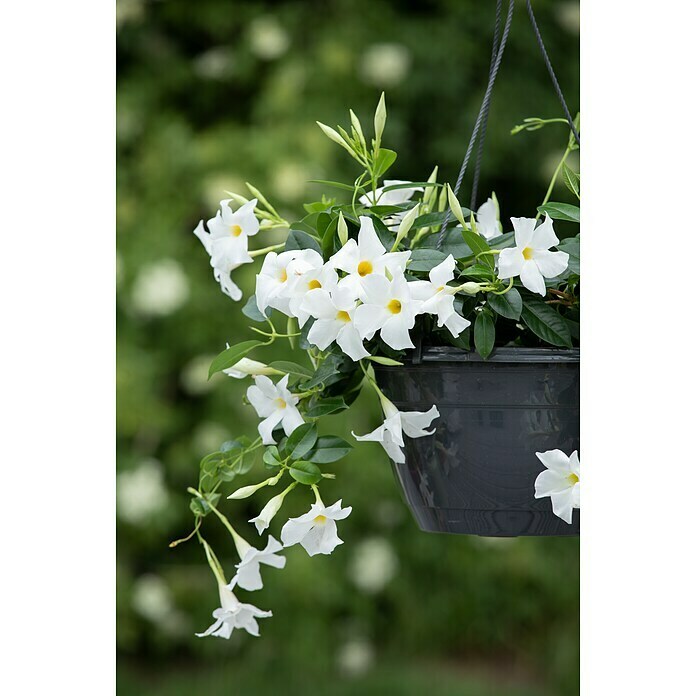 Dipladenia Sundaville Ampel 25