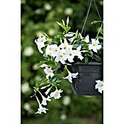Dipladenia Sundaville Ampel 25