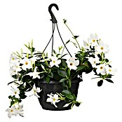 Dipladenia Sundaville Ampel 25