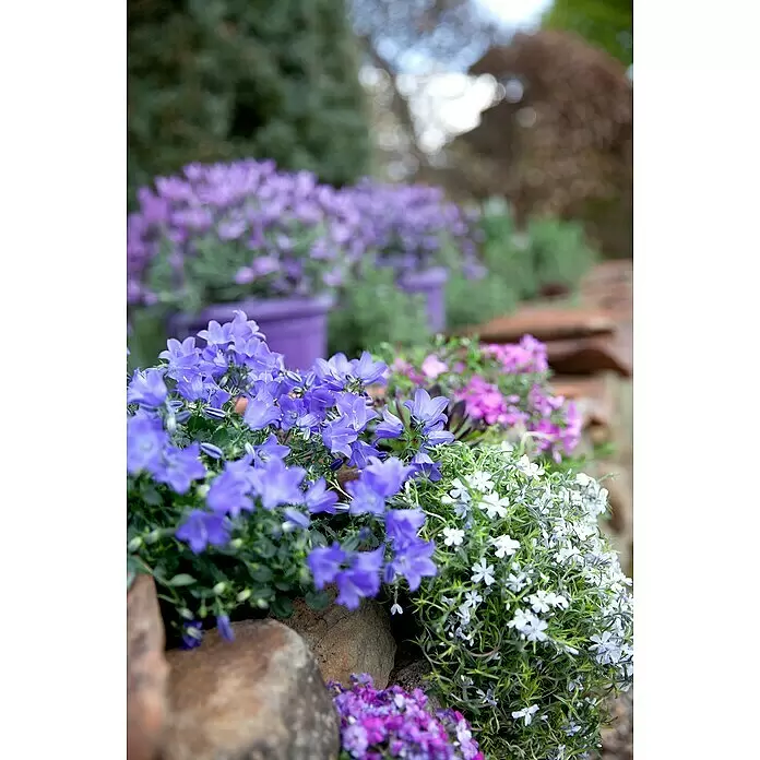 Piardino Glockenblume - Topfgröße: 9 cm, 6 Stk. - Detailaufnahme