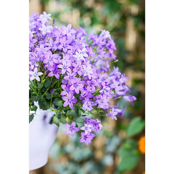 Piardino Glockenblume - Topfgröße: 9 cm, 6 Stk. - Nahaufnahme einer Topfpflanze mit Glockenblumen in zarten Lilatönen, die üppig und frisch wirken. Perfekt zur Dekoration für Haus und Garten.
