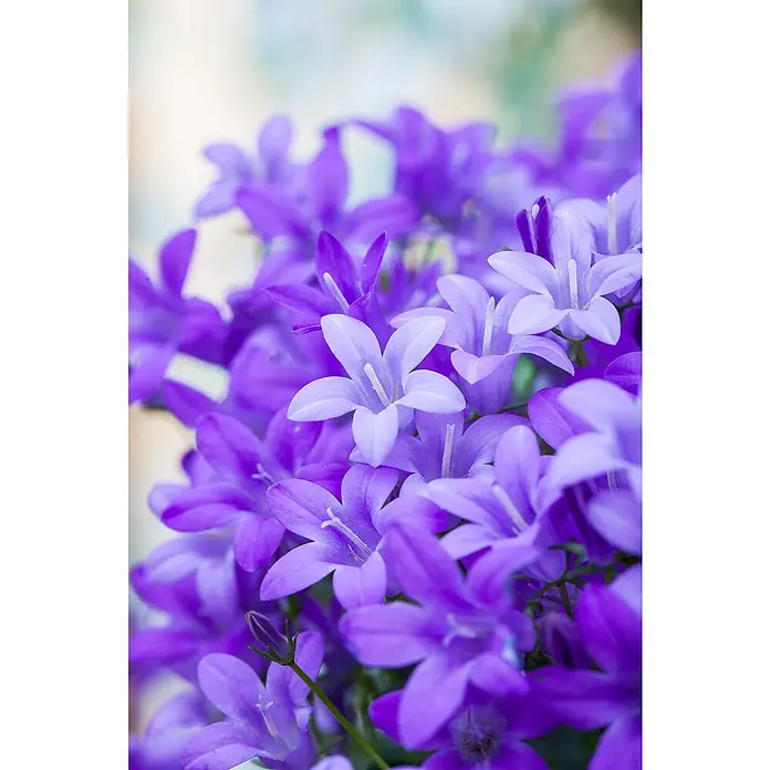 Piardino Polsterglockenblume - Topfgröße: 13 cm - Nahaufnahme von violetten Glockenblumen. Die Blütenblätter sind zart und haben eine feine Textur, die sich sanft im Licht widerspiegelt.