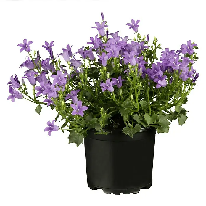 Piardino Polsterglockenblume - Topfgröße: 13 cm - Attraktive Glockenblume in einem schwarzen Topf. Die Pflanze hat lavendelfarbene, glockenförmige Blüten und üppiges grünes Laub.