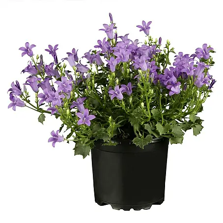 Piardino  Polsterglockenblume