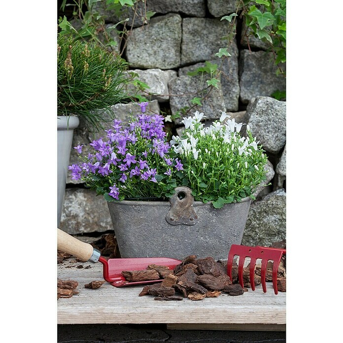 Campanula portenschlagiana 11