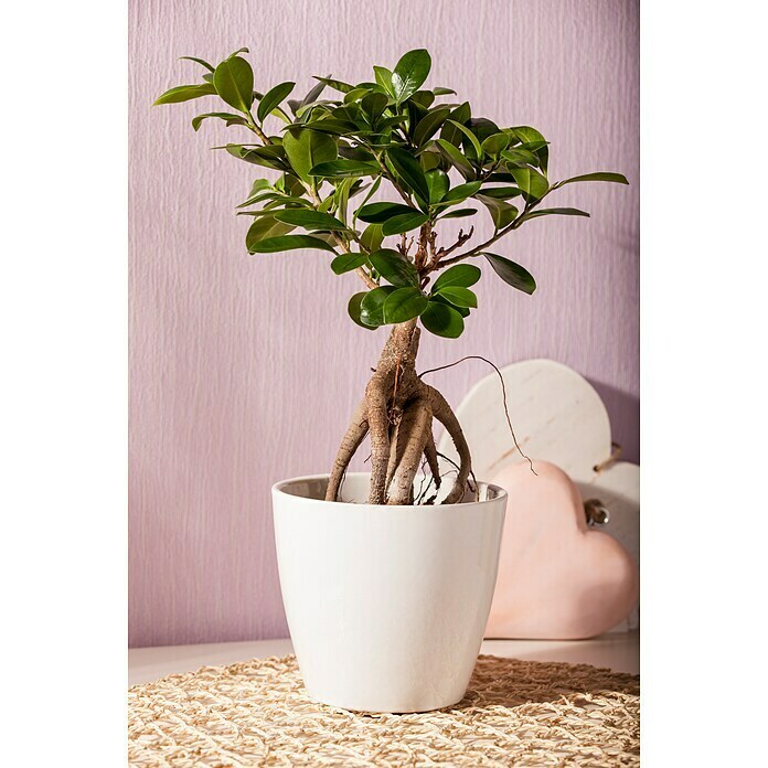 Ficus microcarpa 35