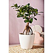 Ficus microcarpa 35