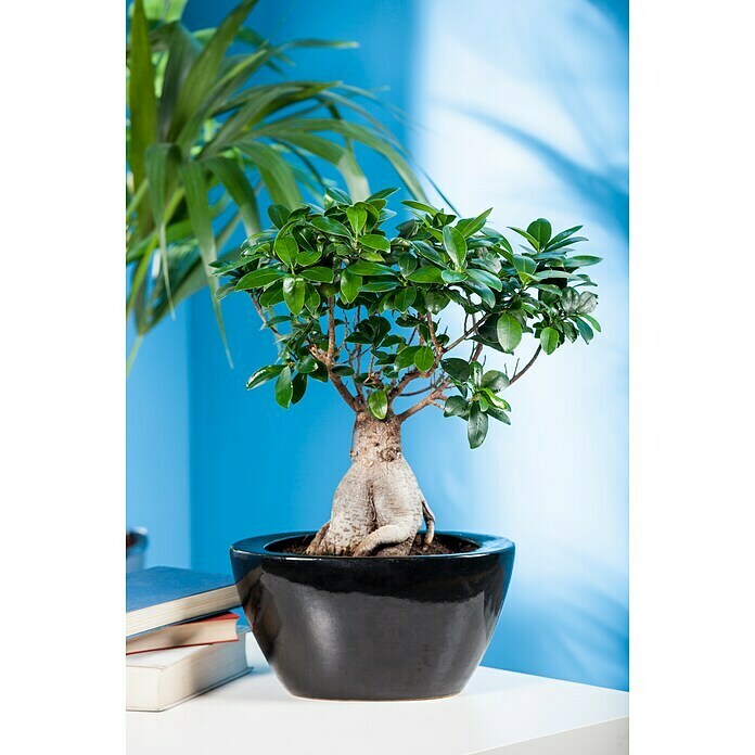 Ficus microcarpa 35