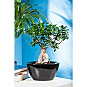 Ficus microcarpa 35