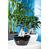 Ficus microcarpa 35