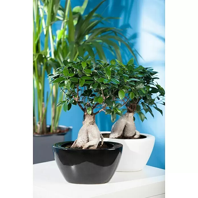 Piardino Chinesische Feige - Ficus microcarpa, Topfgröße: 35 cm - Zwei kleine Bonsai-Bäume mit markanten Stämmen, einer in einem glänzenden schwarzen Topf und einer in einem weißen Topf, auf einer weißen Fläche vor einer blauen Wand.