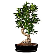 Ficus microcarpa 35