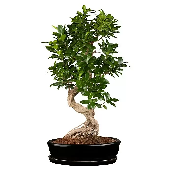 Piardino Chinesische Feige - Ficus microcarpa, Topfgröße: 35 cm - Kräftiger grüner Bonsaibaum mit knorrigem braunem Stamm in einem schwarzen Keramiktopf mit sichtbarer Erde und Wurzeln.