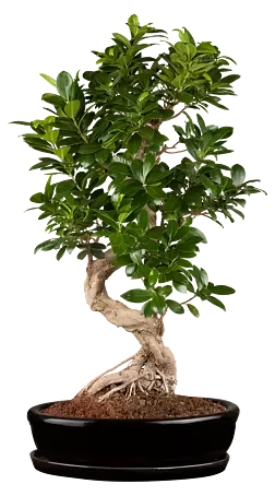 Ficus online kaufen
