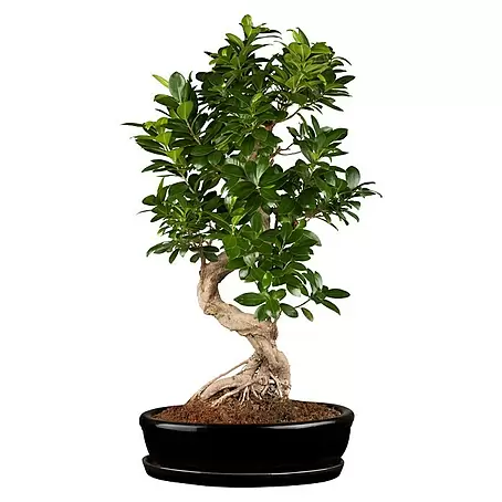 Piardino  Chinesische Feige