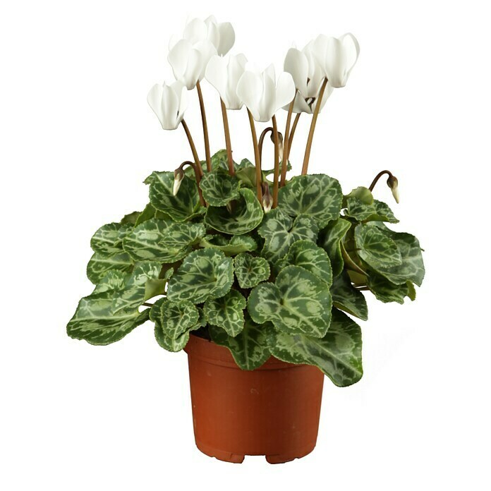 Piardino Zimmer-Alpenveilchen (Cyclamen, Topfgröße: 13 cm) | BAUHAUS