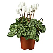 Piardino Zimmer-Alpenveilchen (Cyclamen, Topfgröße: 13 cm) | BAUHAUS