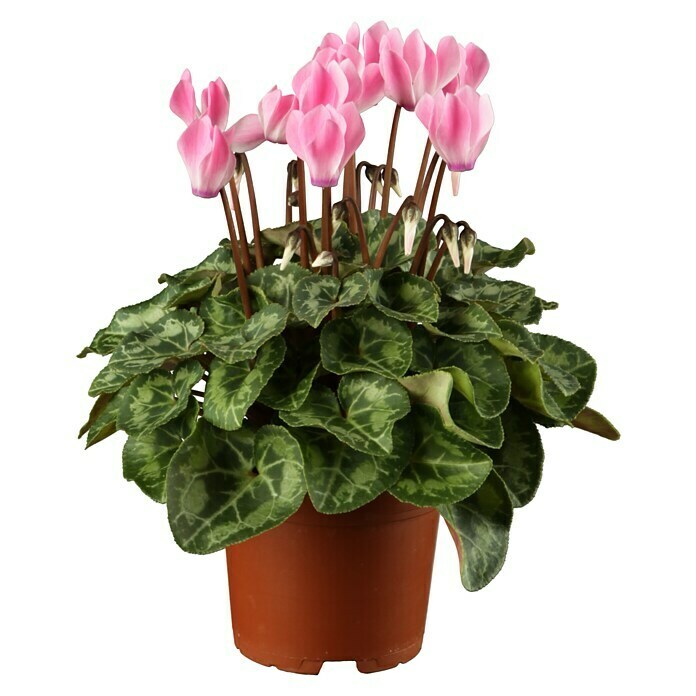 Piardino Zimmer-Alpenveilchen (Cyclamen, Topfgröße: 13 cm) | BAUHAUS