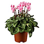 Piardino Zimmer-Alpenveilchen (Cyclamen, Topfgröße: 13 cm) | BAUHAUS