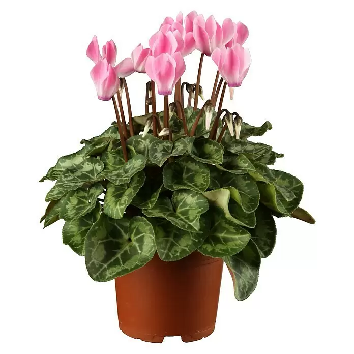 Piardino Zimmer-Alpenveilchen - Cyclamen persicum, Topfgröße: 6 cm - Vorderansicht