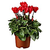 Piardino Zimmer-Alpenveilchen (Cyclamen, Topfgröße: 13 cm) | BAUHAUS