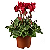 Piardino Zimmer-Alpenveilchen (Cyclamen, Topfgröße: 13 cm) | BAUHAUS