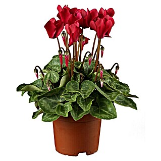 Piardino Zimmer-Alpenveilchen (Cyclamen, Topfgröße: 13 cm)