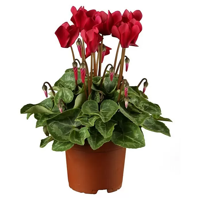 Piardino Zimmer-Alpenveilchen - Cyclamen persicum, Topfgröße: 6 cm - Vorderansicht