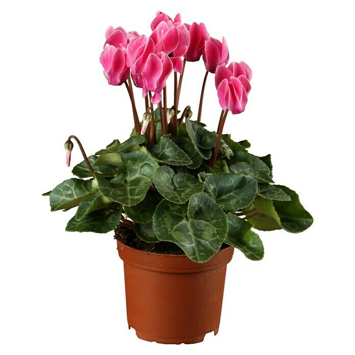 Piardino Zimmer-Alpenveilchen (Cyclamen, Topfgröße: 13 cm) | BAUHAUS