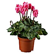 Piardino Zimmer-Alpenveilchen (Cyclamen, Topfgröße: 13 cm) | BAUHAUS