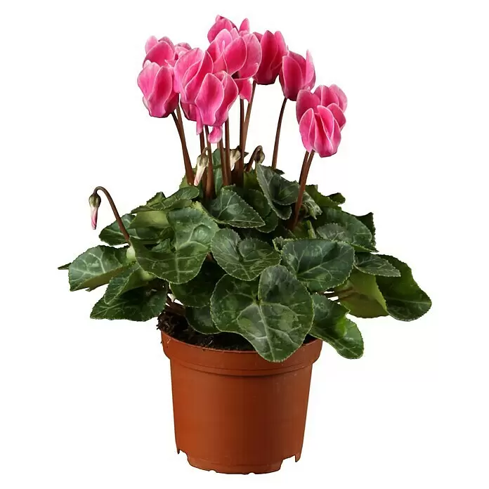 Piardino Zimmer-Alpenveilchen - Cyclamen persicum, Topfgröße: 6 cm - Vorderansicht