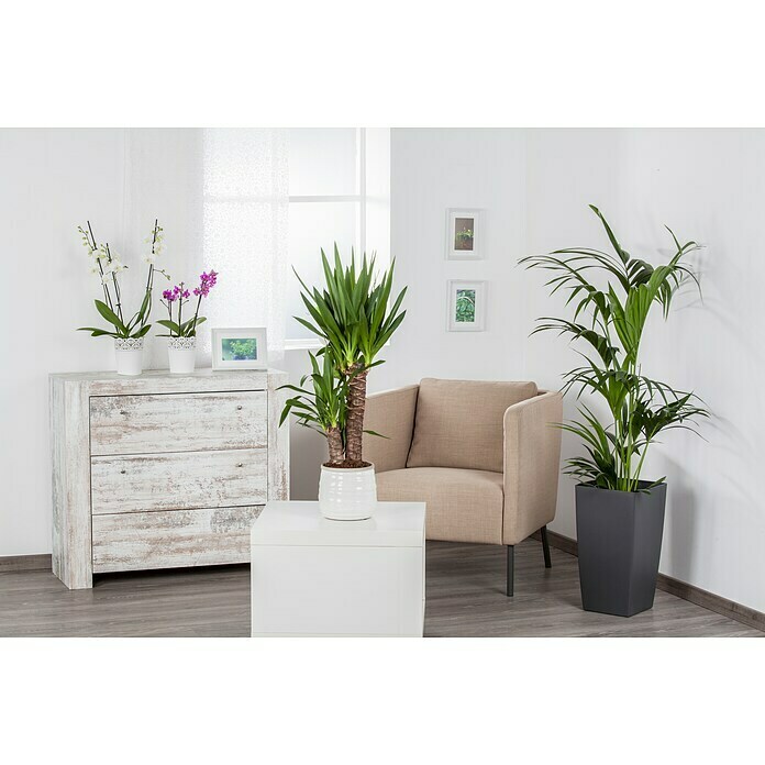 Yucca elephantipes 24